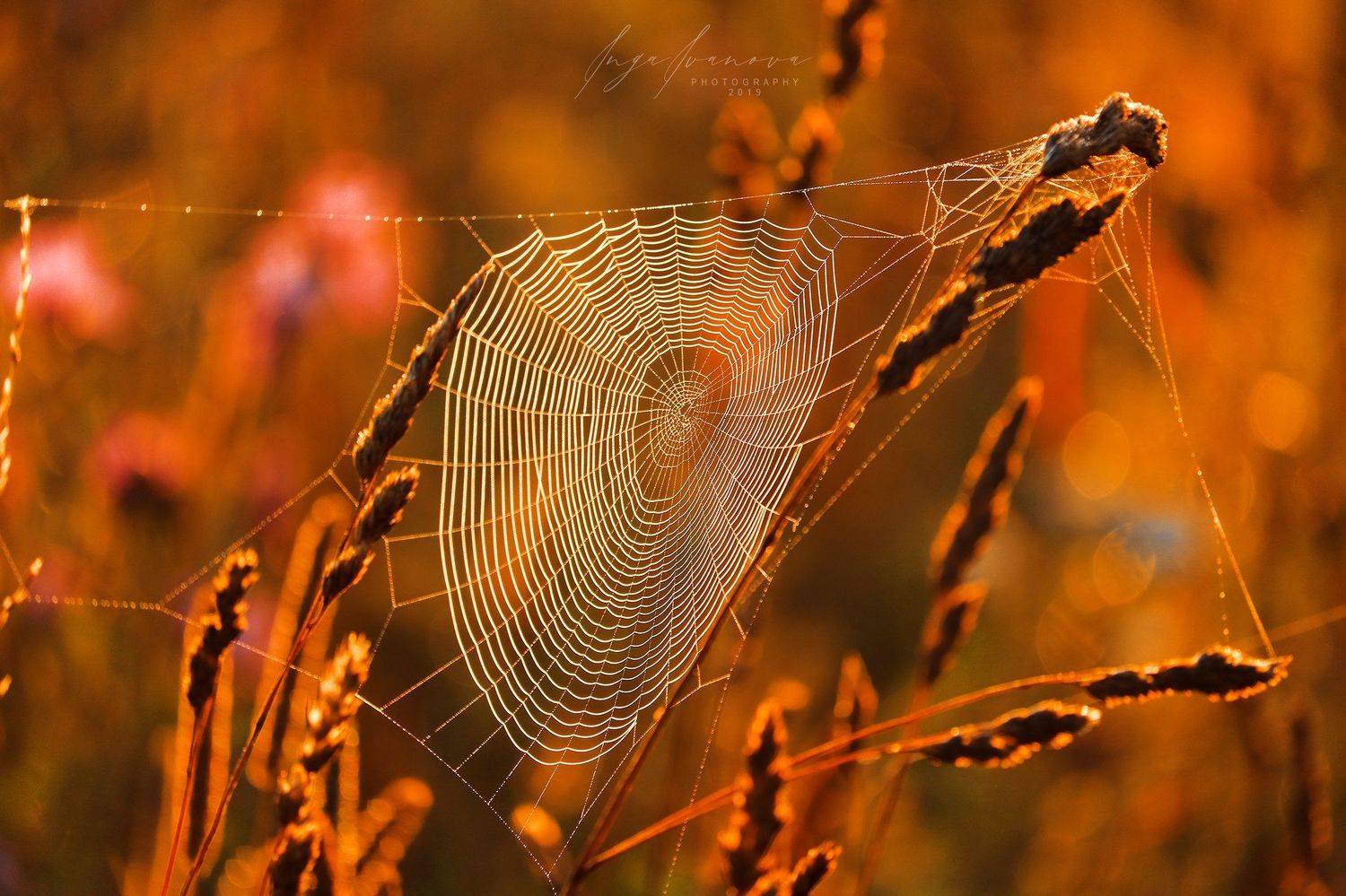 паутинка, Инга Иванова