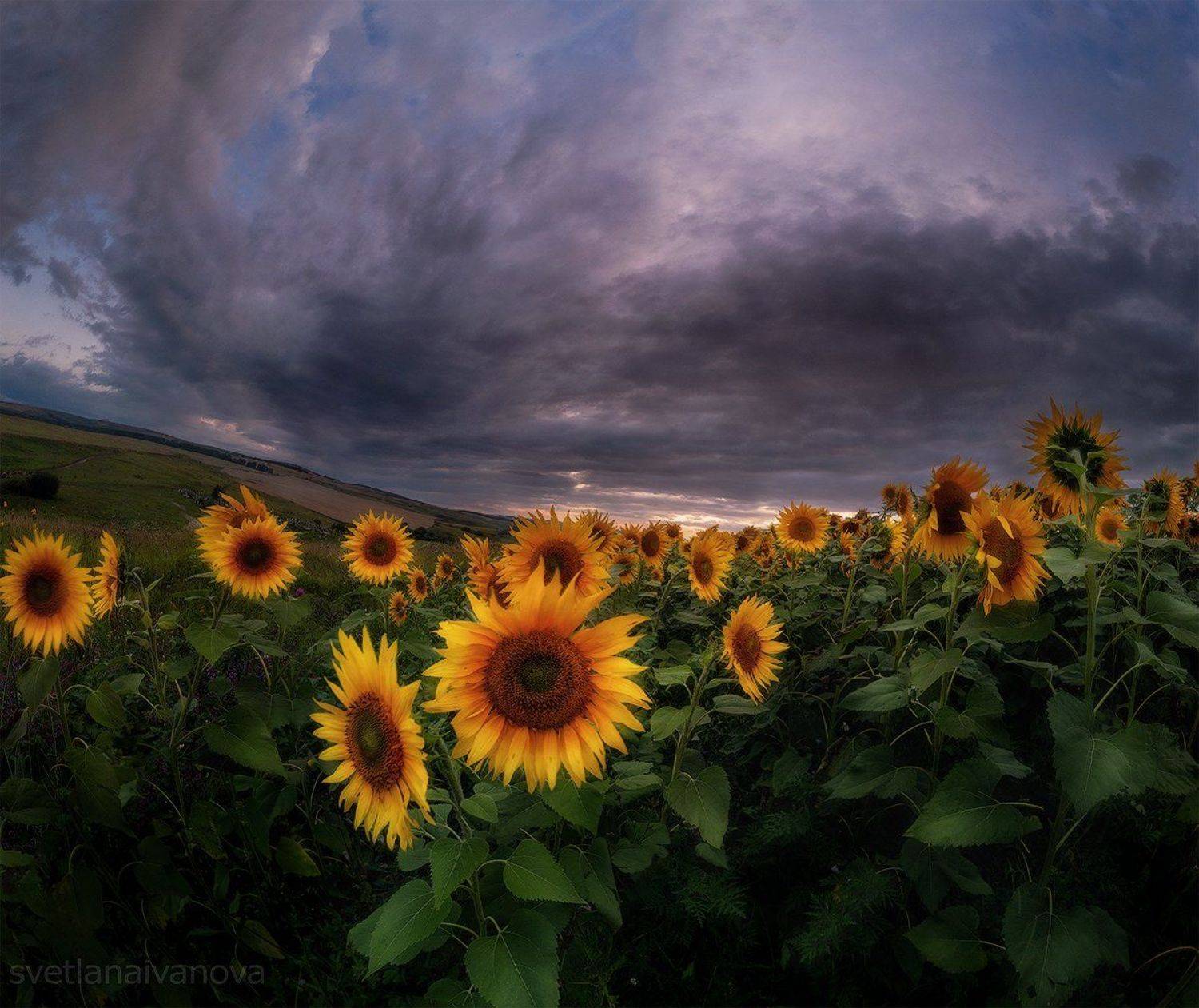 подсолнухи, закат, горы, пятигорск, ессентуки, лето, Светлана Иванова