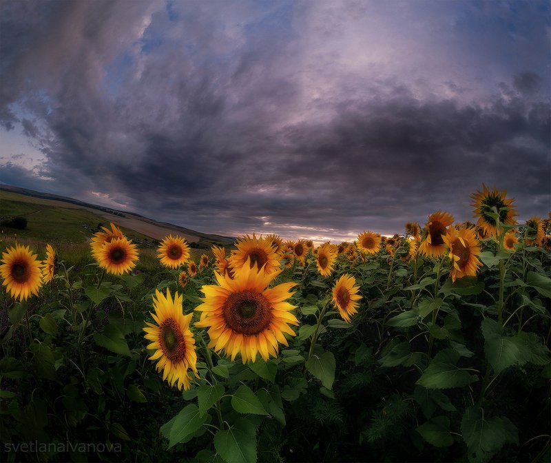 подсолнухи, закат, горы, пятигорск, ессентуки, лето Солнечное море фото превью