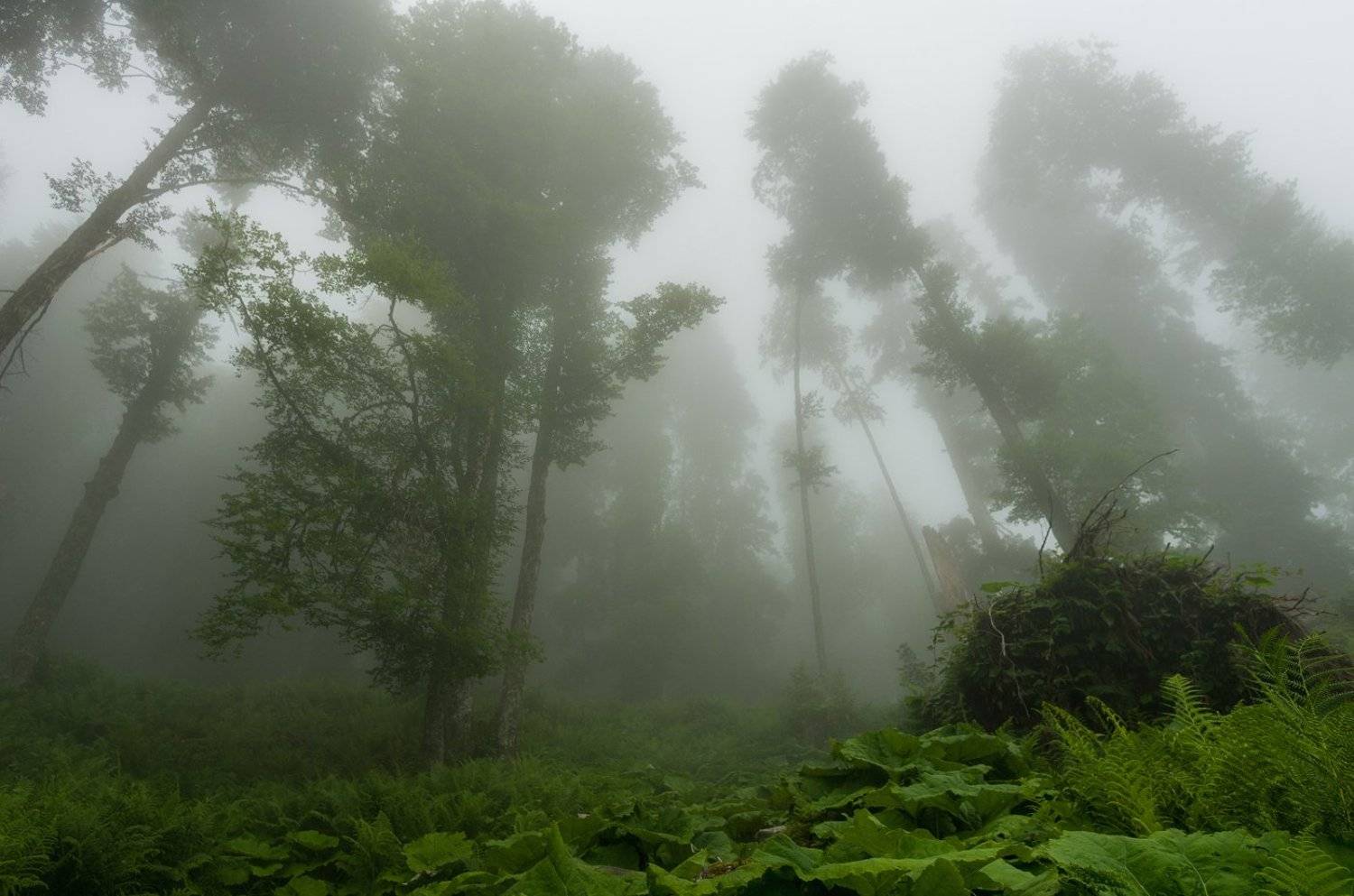 , Игорь Мелекесцев