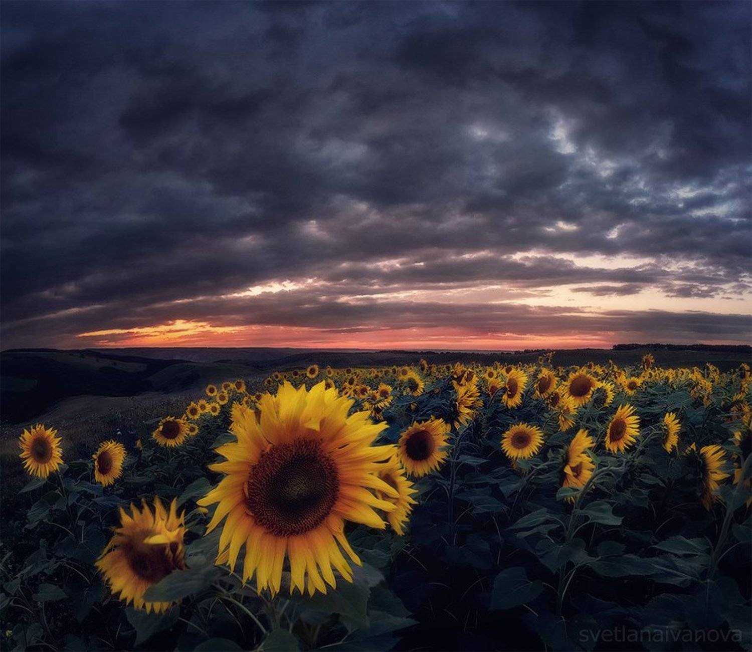 подсолнухи, закат, горы, пятигорск, ессентуки, лето, Светлана Иванова
