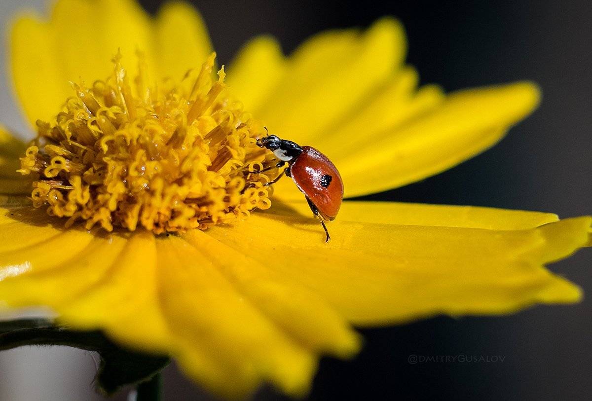 макро, природа, лето, макросъёмка, макрофотография, растение, цветы, жизнь, макромир, ladybug, , Дмитрий Гусалов