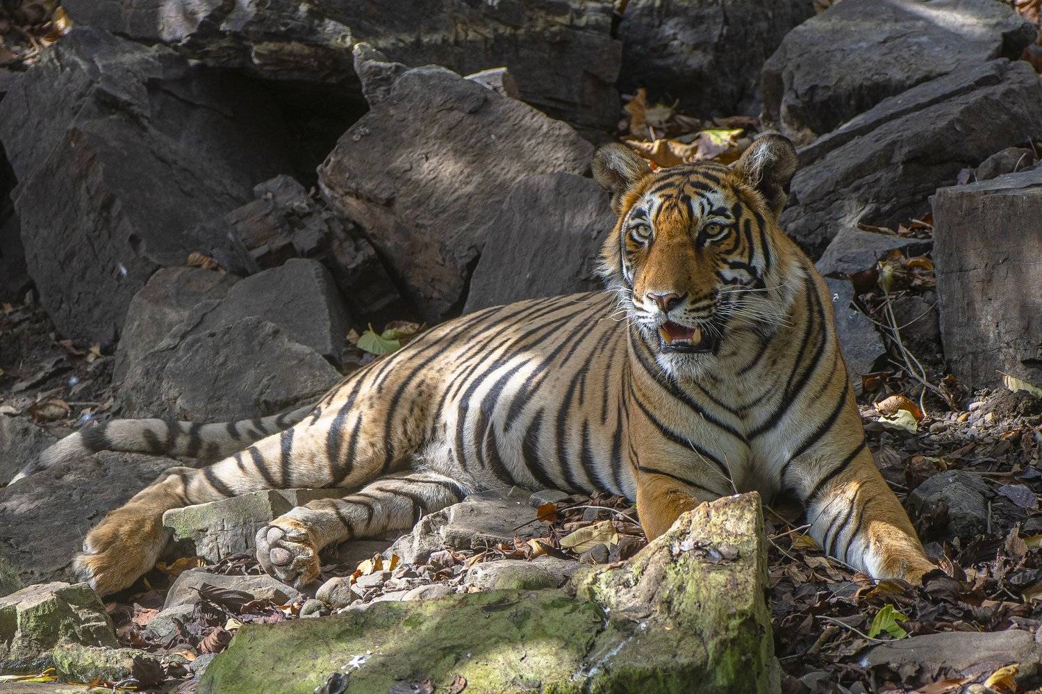 тигр, Александр Маркелов