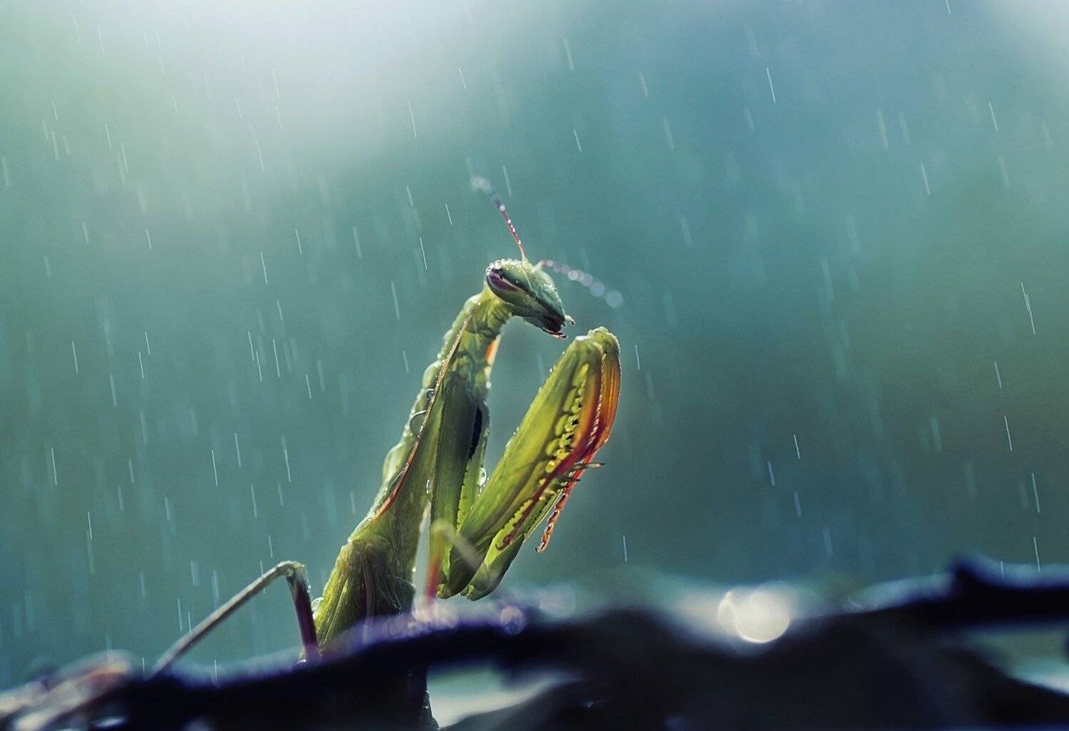 , Лапшина Владлена