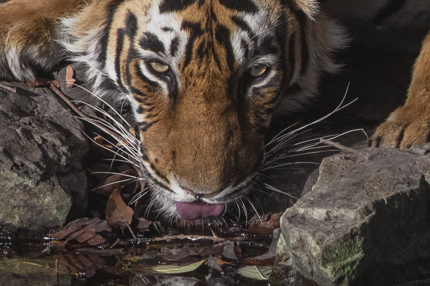тигр, Александр Маркелов