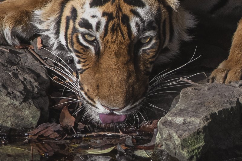 тигр ЖАЖДА! фото превью