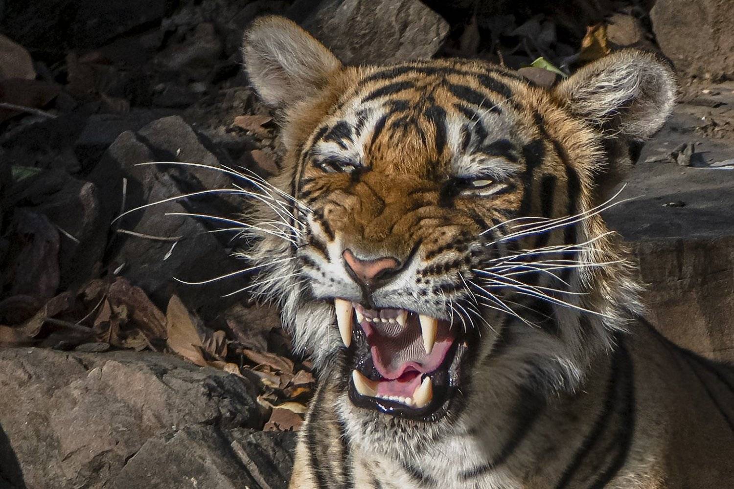 тигр, Александр Маркелов