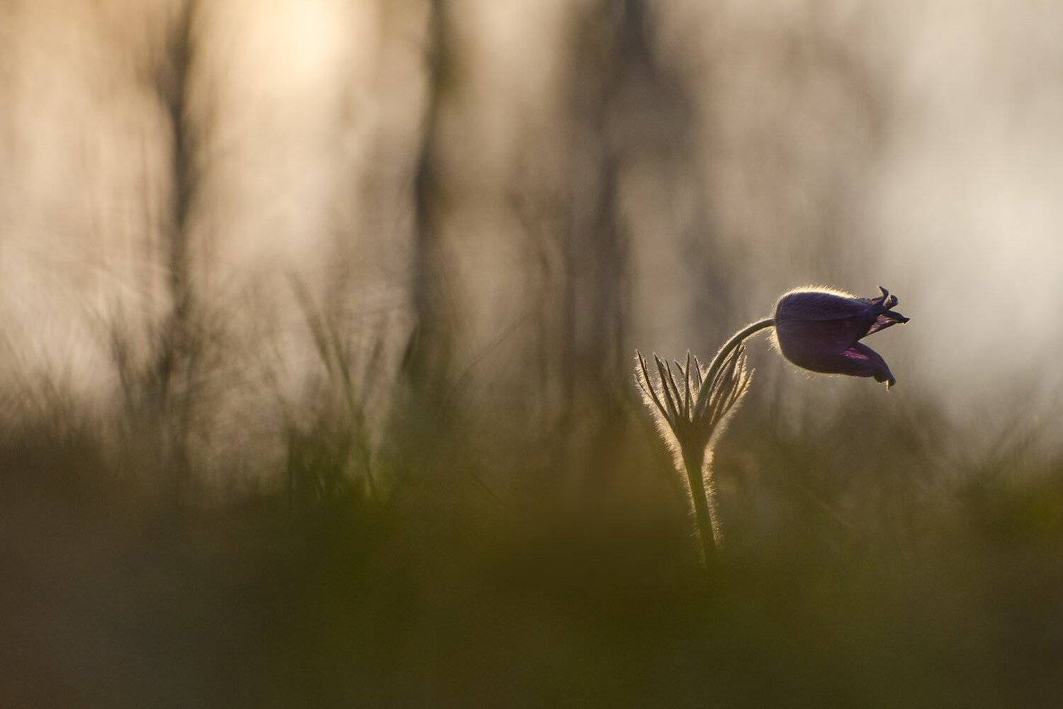 сон - трава, прострел, Михаил Агеев