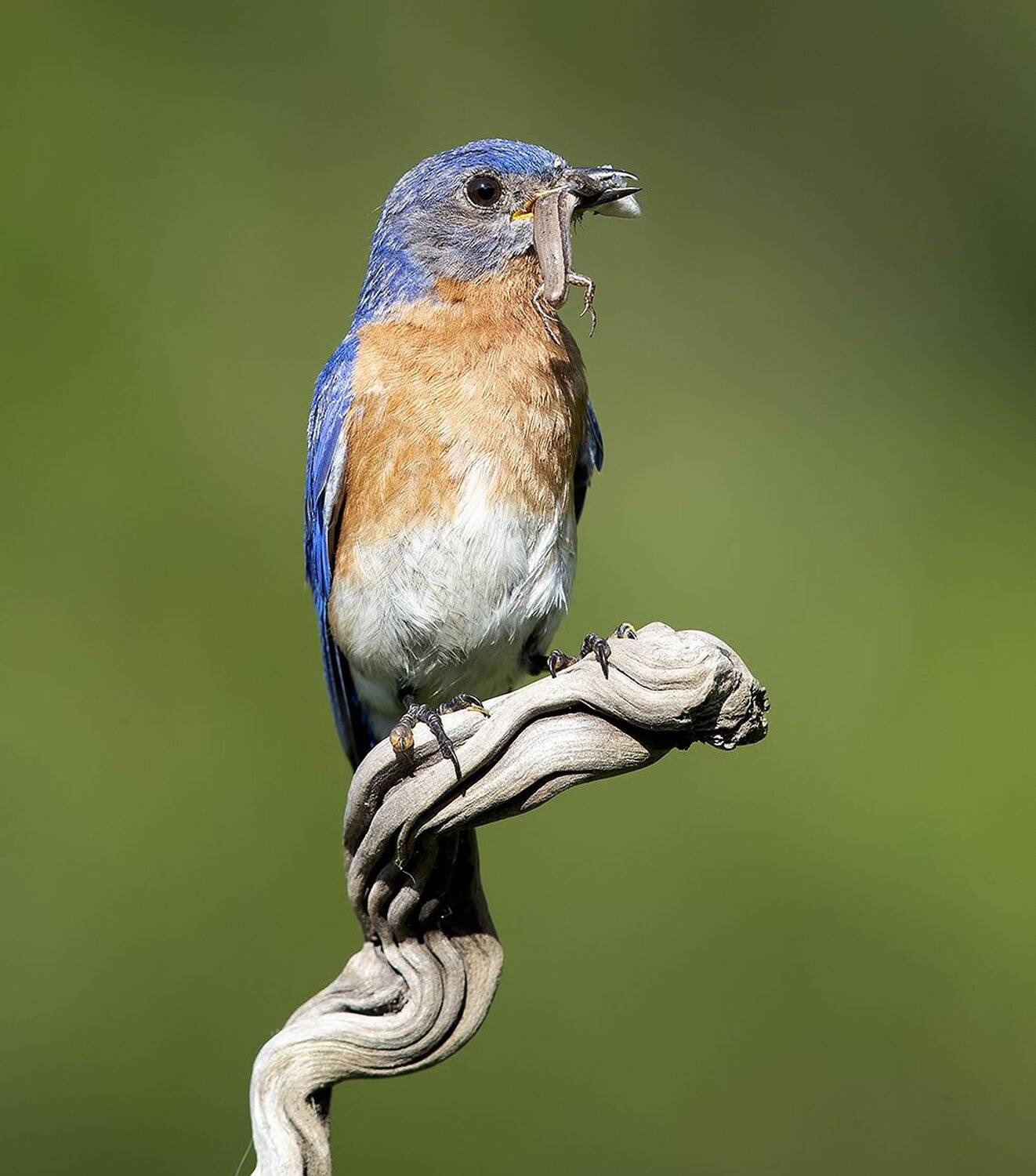 восточная сиалия, eastern bluebird, bluebird, Elizabeth Etkind