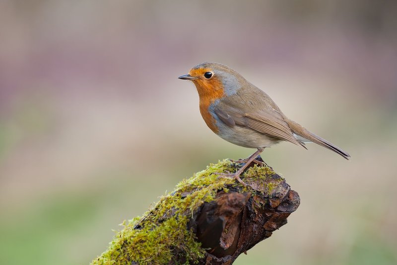 robin фото превью