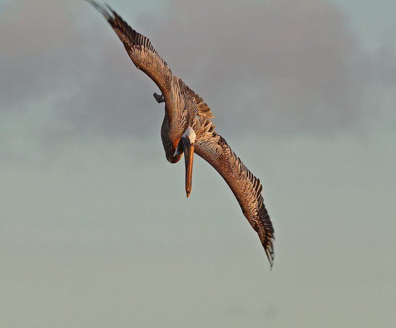 американский бурый пеликан, венесуэла, лос рокес Вечерняя охота фото превью