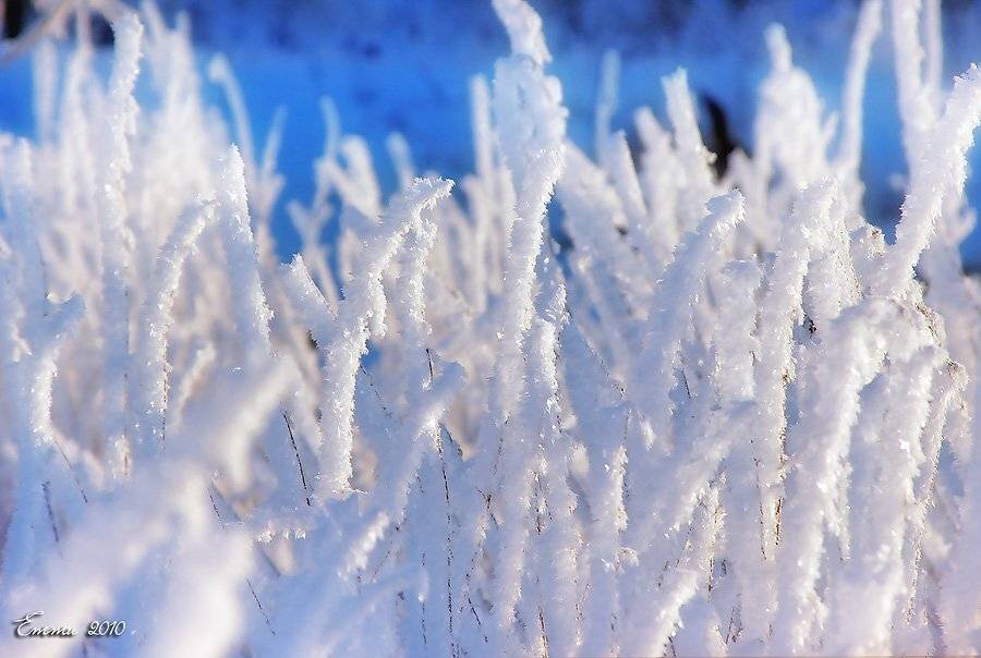 природа, утро, трава, иней, мороз, холод, етти