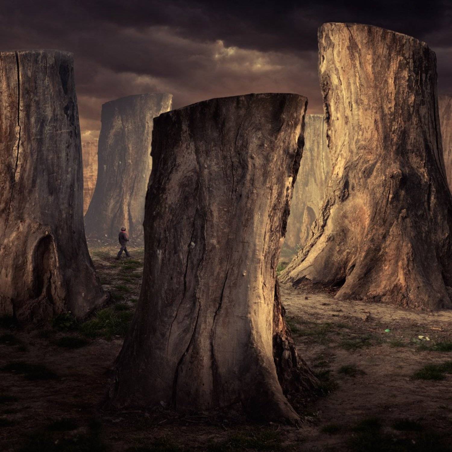 sky, light, clouds, tree, child, walk, alone, wood, magic, mystery, journey, bow, Caras Ionut