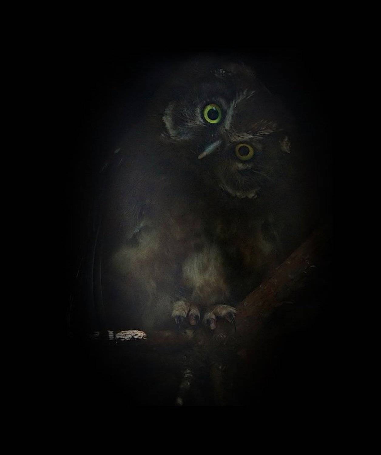 мохноногий, сыч, Lilia Tkachenko