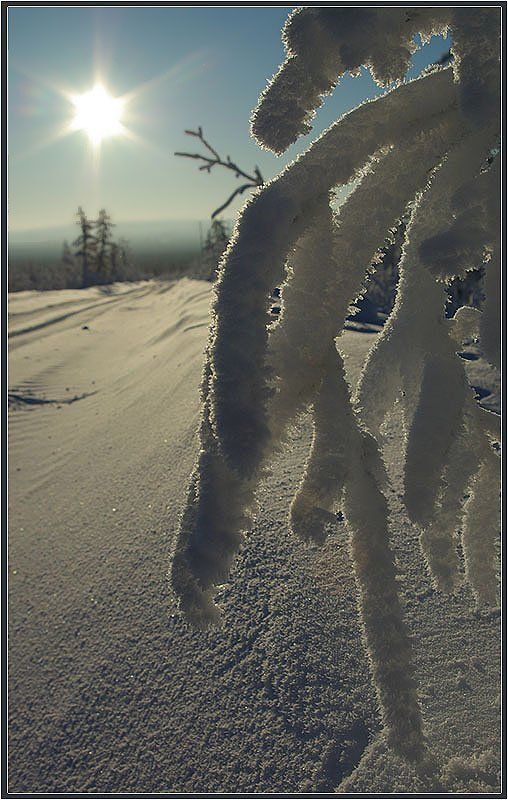 иней Иней фото превью