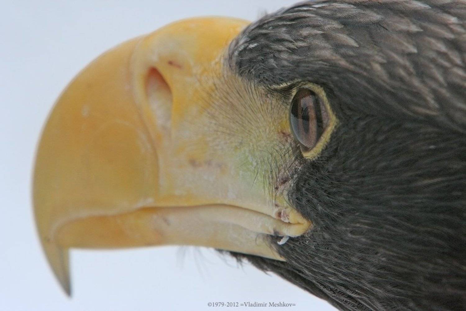 , &copy; =Vladimir Meshkov=