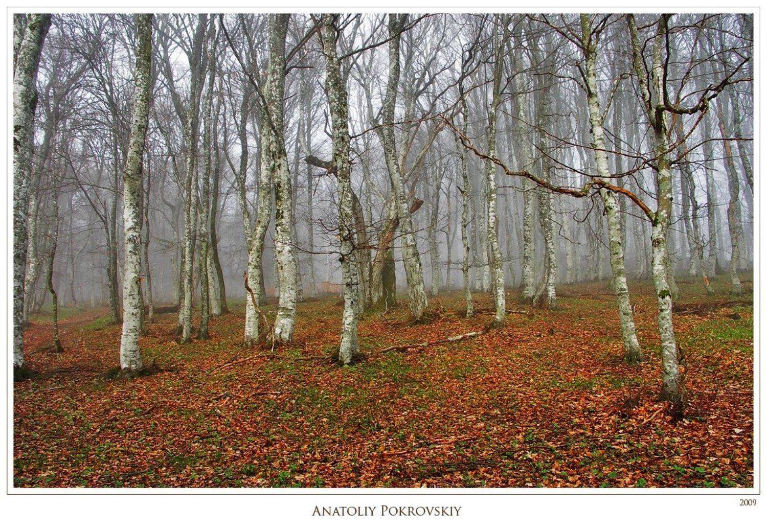 крым, горы, туман, лес, бук, берёза, осина, весна, анатолий покровский, Анатолий Покровский