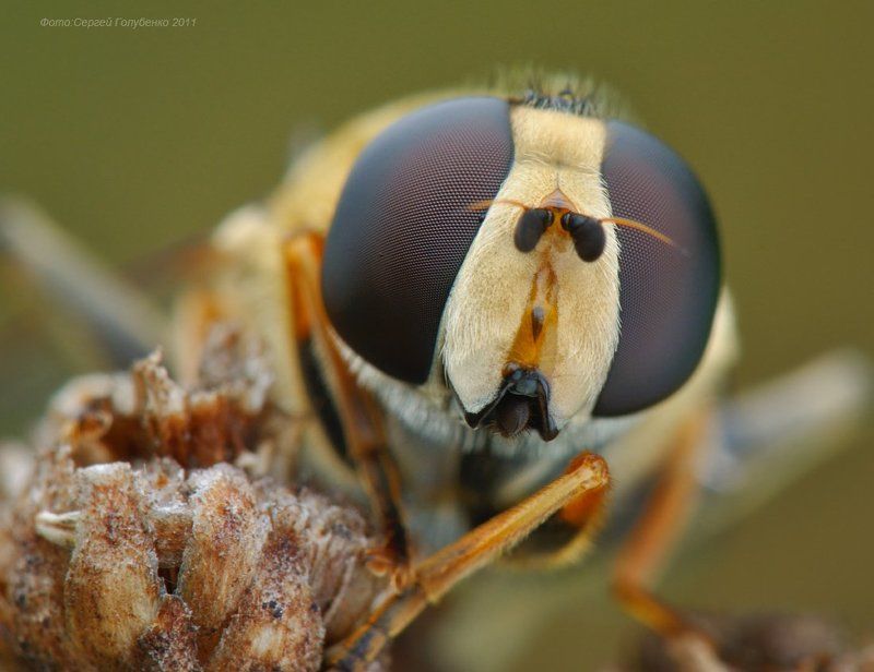 Журчалка фото превью