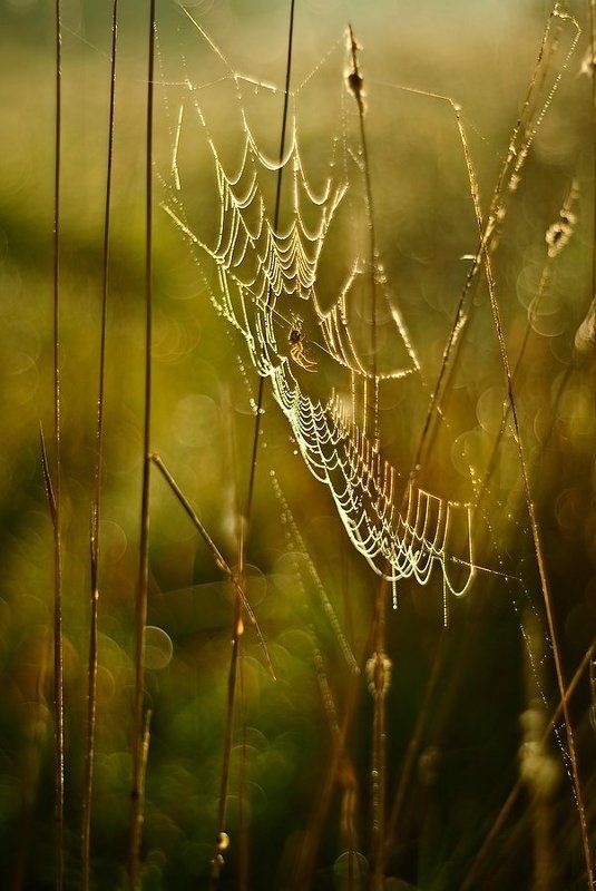 światłem malowana! фото превью