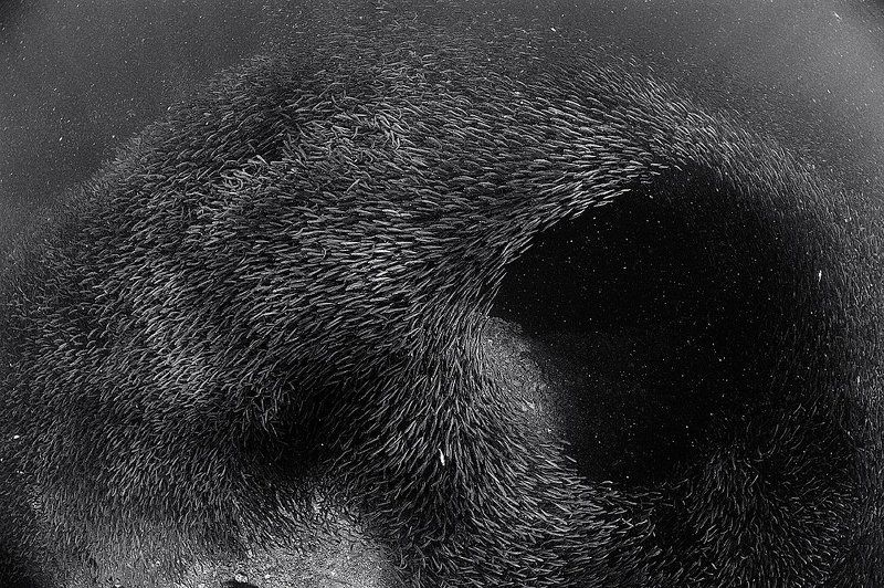 Pescador Island. Sardines. фото превью