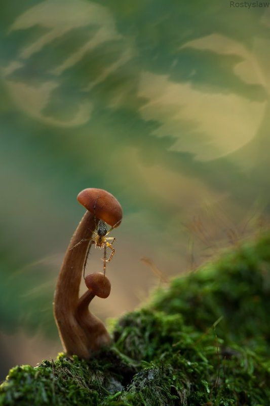 гриб, паук, макро, ростислав, 50d, 100mm Тайный наблюдатель фото превью