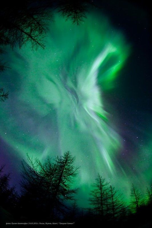 пейзаж, природа, природное явление, россия, север, якутия, айхал, время года, зима, ночь, тайга, деревья, небо, космос, свет, северное сияние, поля Северное Сияние в Якутии ! - 2 фото превью