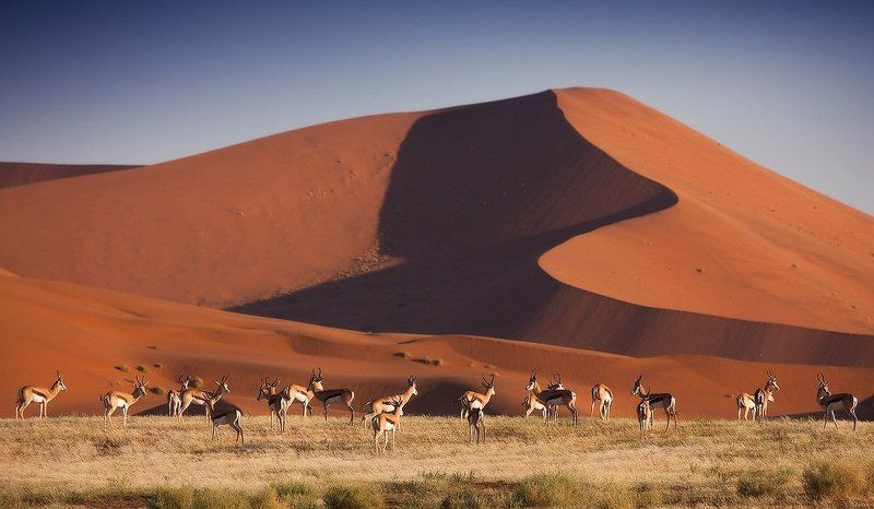 намибия, пустыня намиб Намибия. Пустыня Намиб фото превью