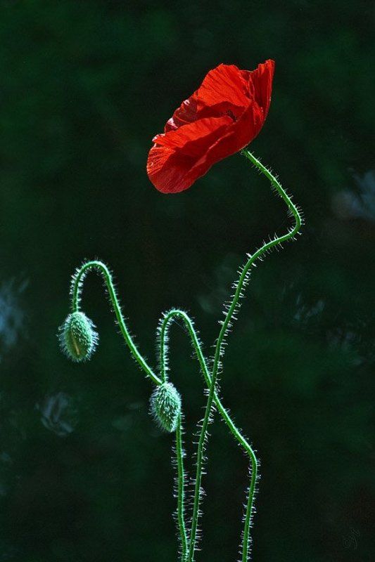 Утомленные солнцем фото превью
