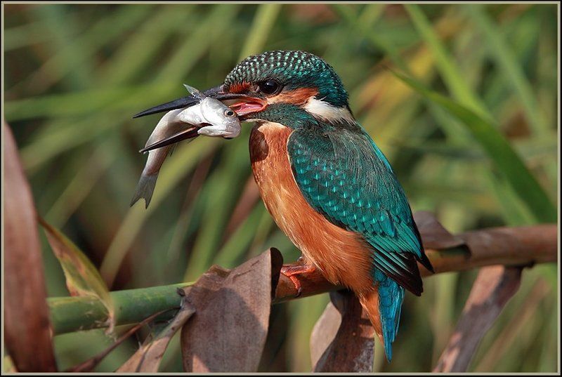 Зимородок фото превью