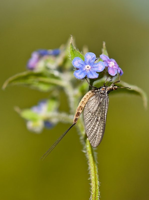 , фото превью