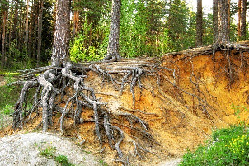 корни, Lukashev