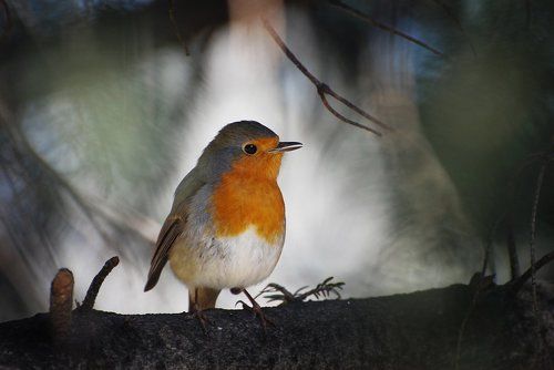 Robin