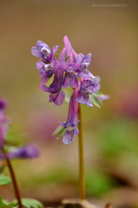 Хохлатка фото превью