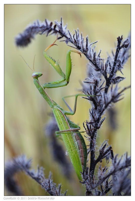 богомол, самка, потомство В ожидании потомства фото превью