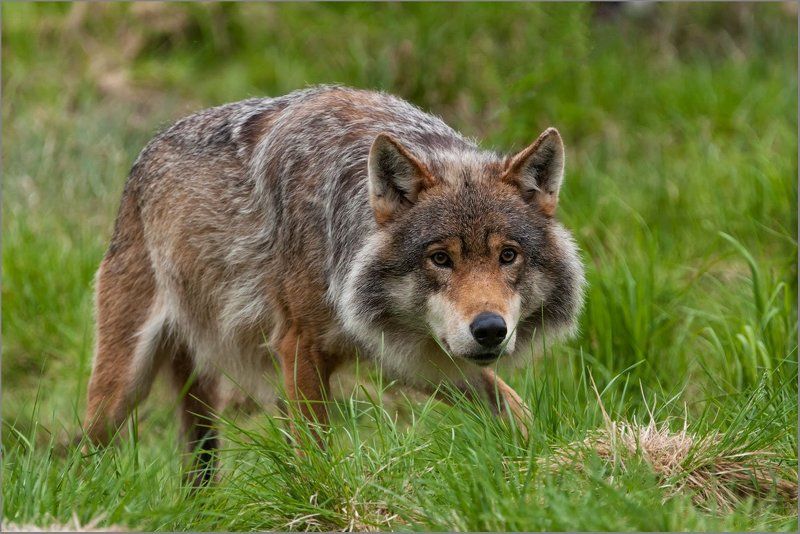 Любитель овечек ) фото превью