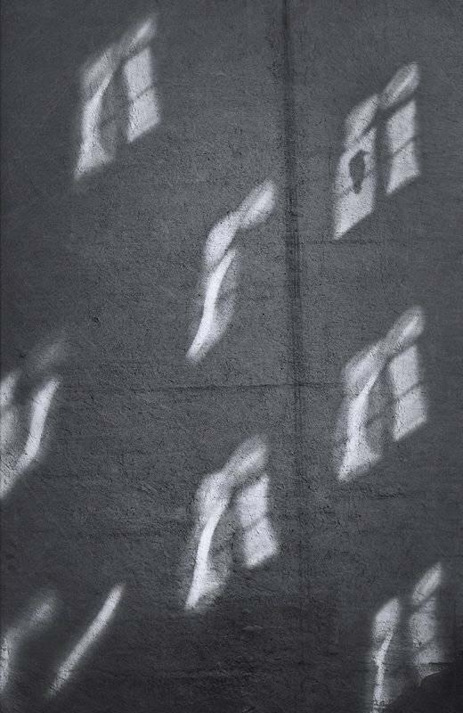 bird, window, refleections, Vladimir Laur