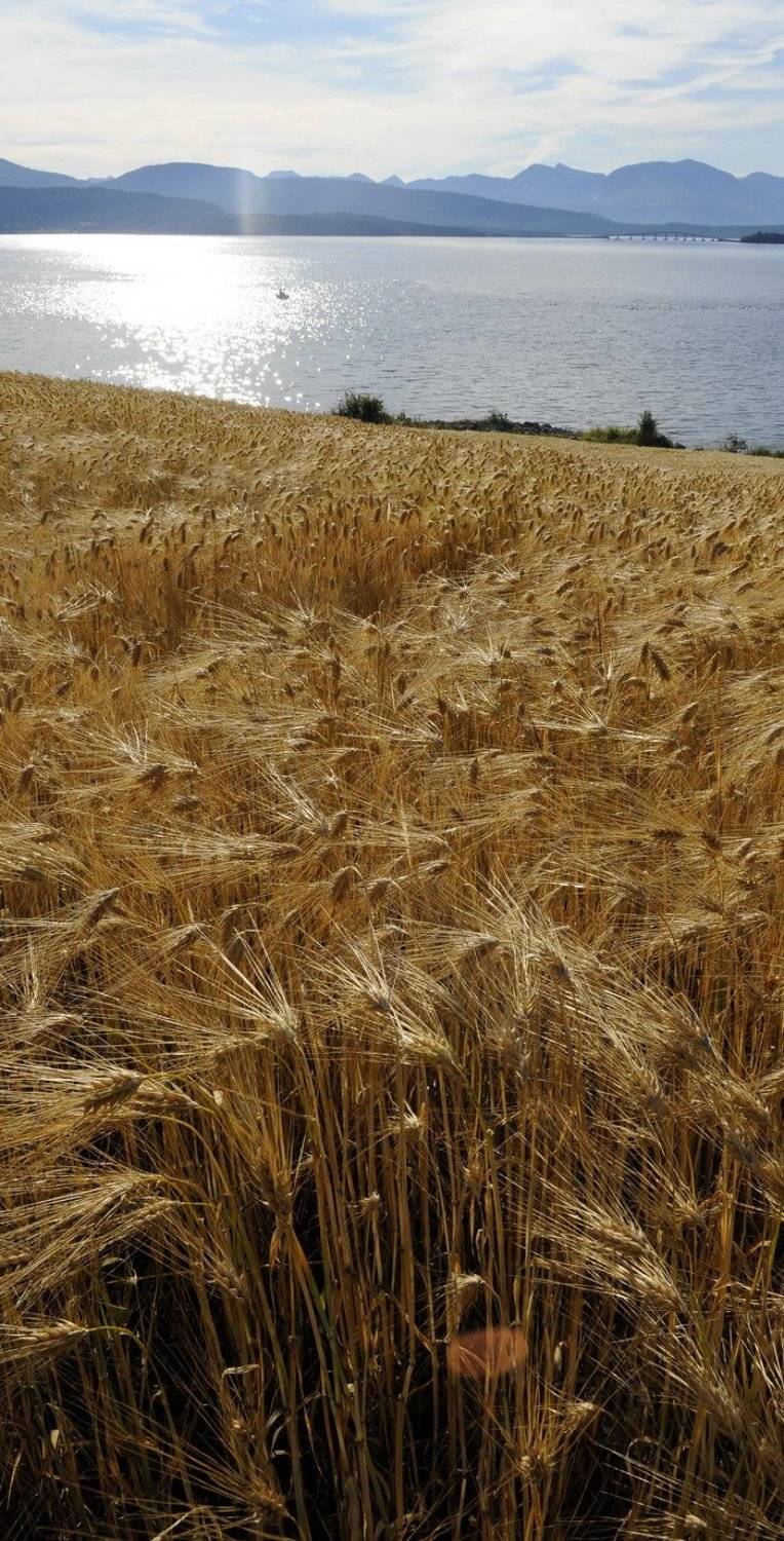 норвегия, D.G.