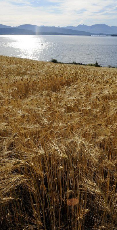 норвегия Золотыми полями ... фото превью