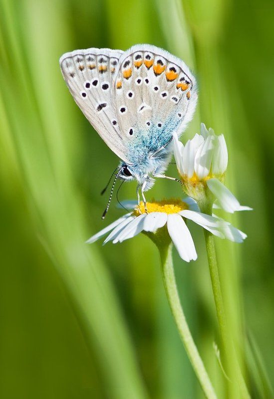 ромашка, голубянка Акробат фото превью