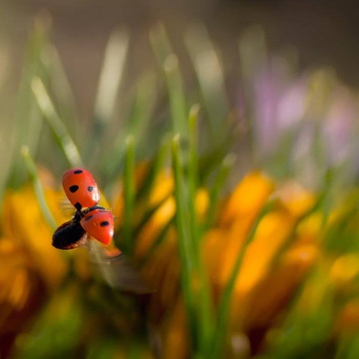 , Татьяна Аверина