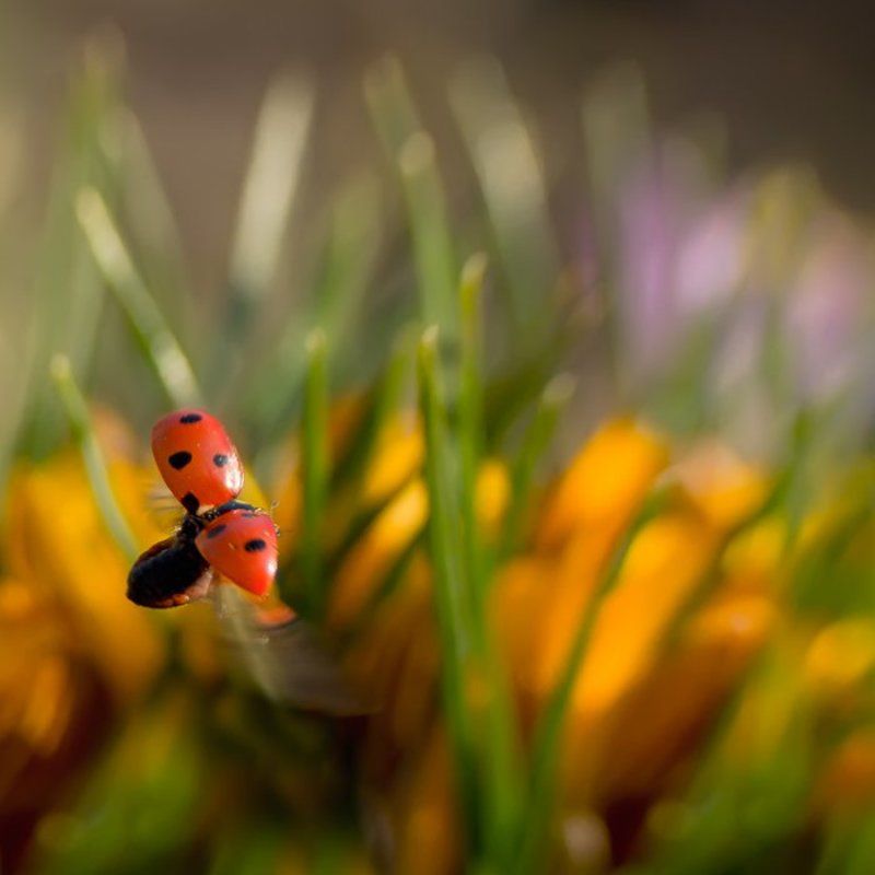 полетаем?...) фото превью