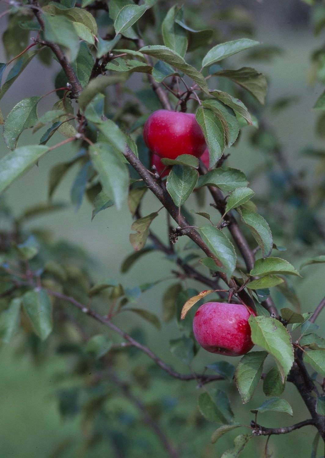 яблоко.яблоня.листва., Вадим