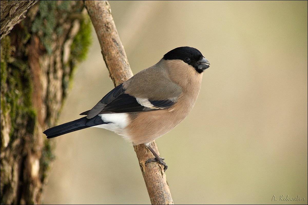 , Ковалевич А.