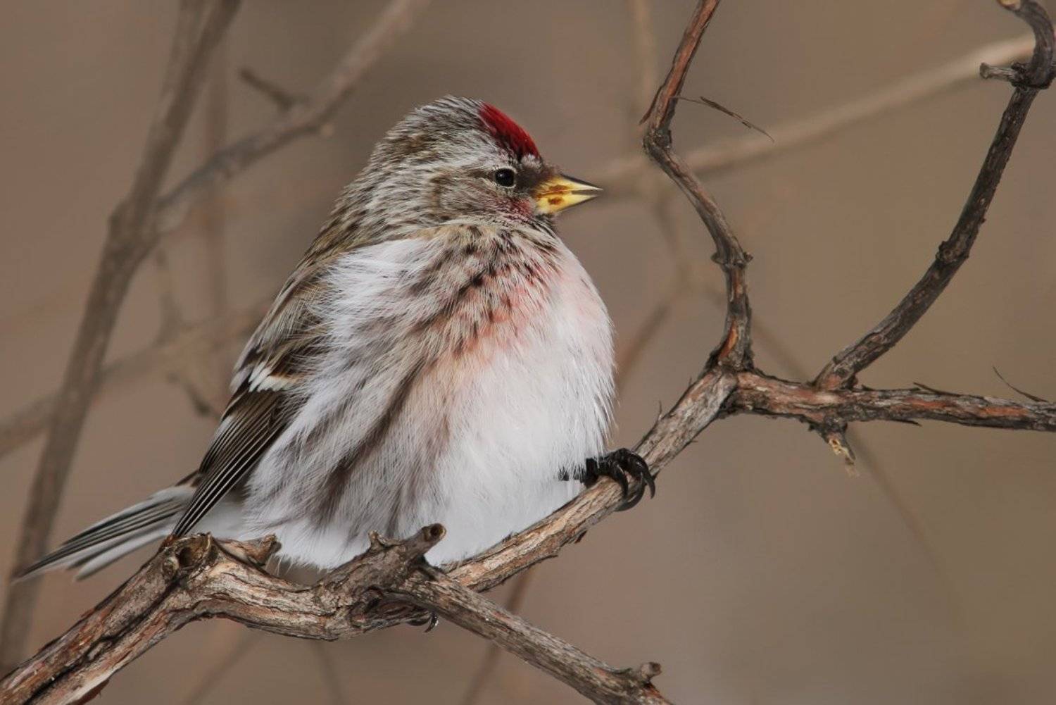 , Зоя Лаптева