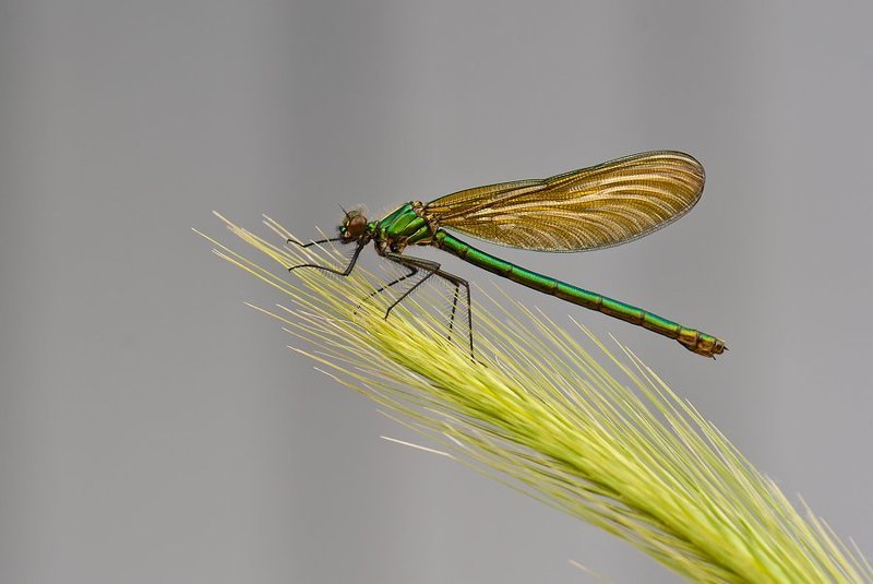 . фото превью