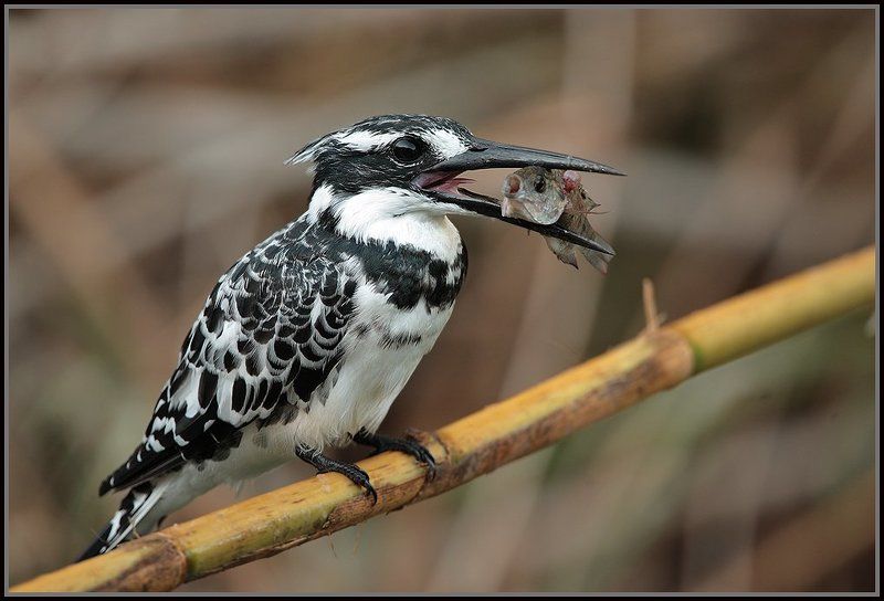 Пегий фото превью