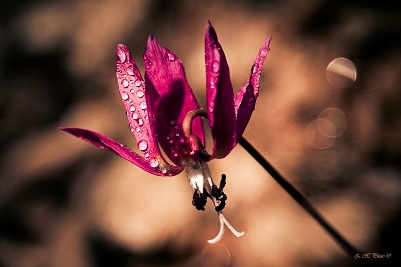 leaves, flower, dog, bokeh, woods, violet, tooth Ceremonial outfit фото превью