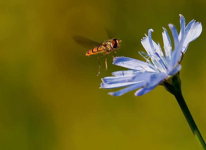, фото превью