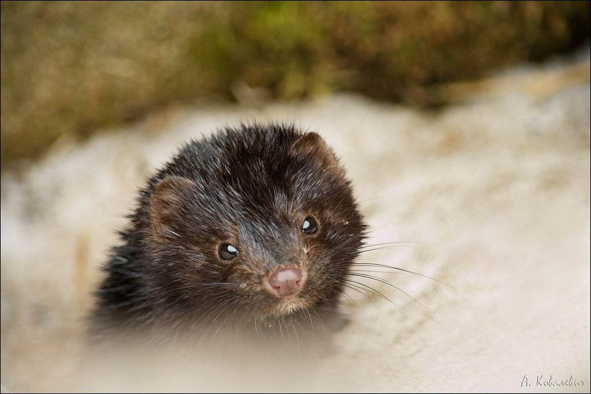 американская, норка, Ковалевич А.