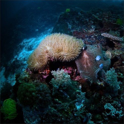 Немного о морях и кораллах